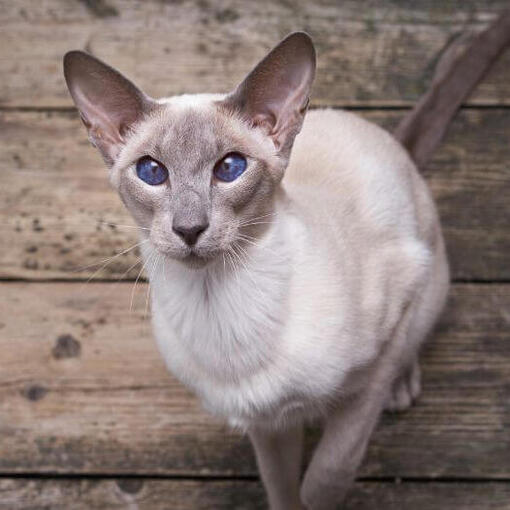 Raça de Gato Oriental de Pelo Curto
