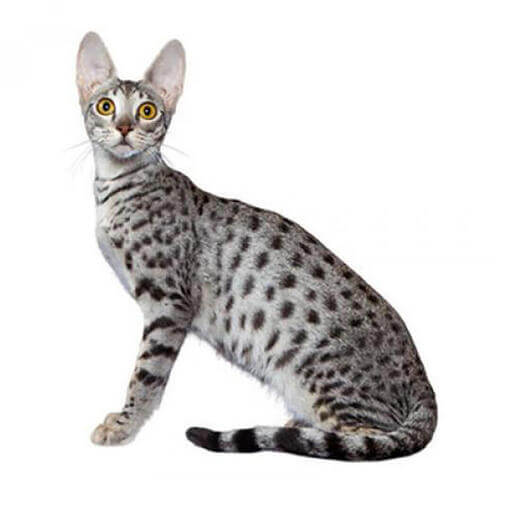 Raça de gato Savannah