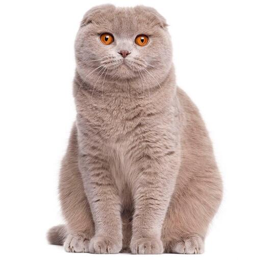 Raça de gato Scottish Fold