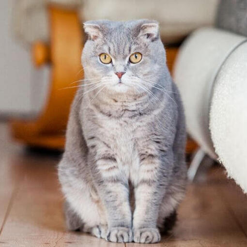 O gato Scottish Fold está de pé no chão