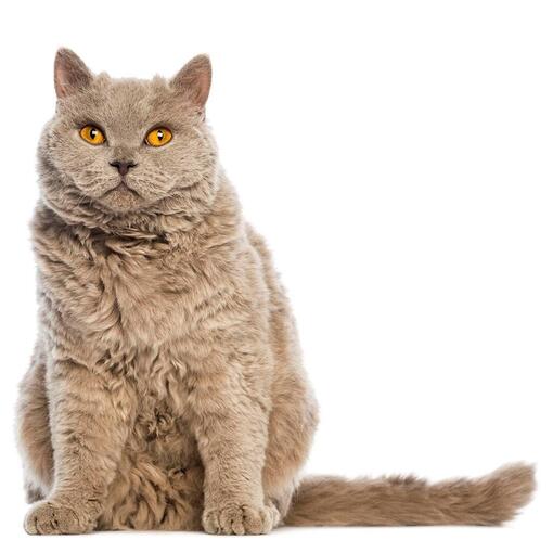 Raça de gato Selkirk Rex