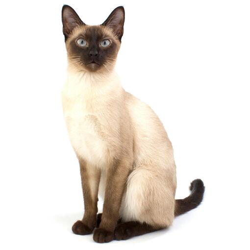 Raça de gato siamês