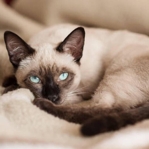 Gato siamês está deitado sobre um cobertor