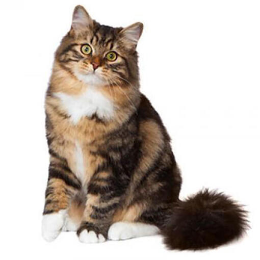 Raça de gato da floresta siberiana