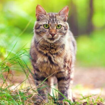 Gato da Floresta Siberiana está andando na floresta