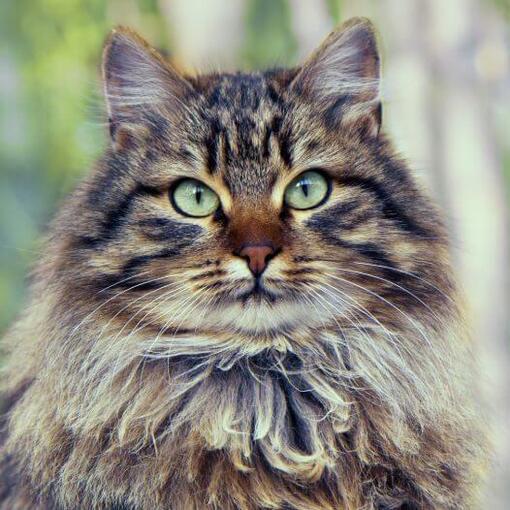 Gato da Floresta Siberiana está parado perto de madeira