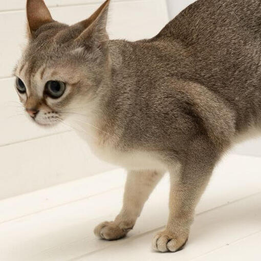 O gato Singapura está olhando para o mouse e quer brincar