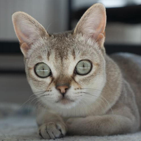 Raça de Gato Singapura