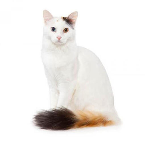 Raça Van Cat Turca