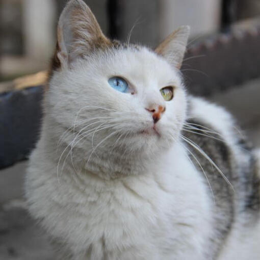 Raça Van Cat Turca