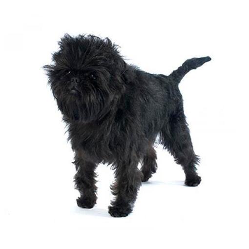 Raça de cachorro Affenpinscher