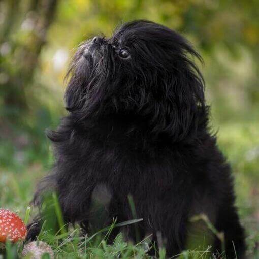 Affenpinscher na floresta