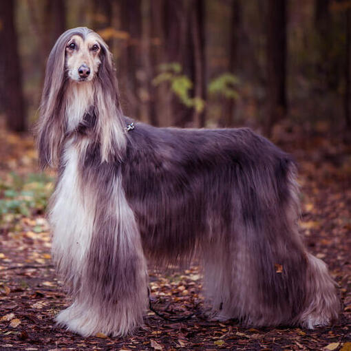 Galgo afegão em pé na floresta.