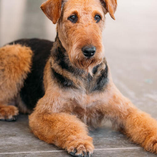 Airedale terrier deitado no chão.