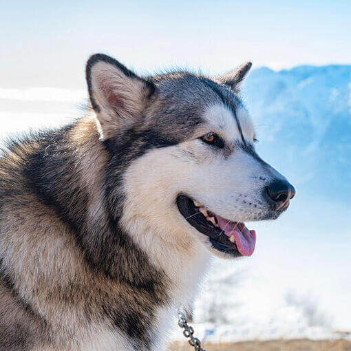 Malamute do Alasca no fundo da Cordilheira do Alasca.