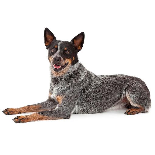 Raça Australiana de Cão Boiadeiro