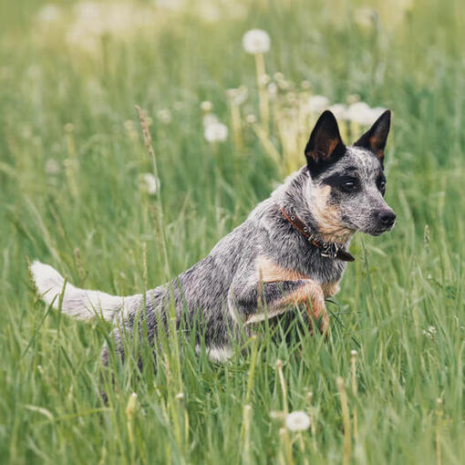 Australian Cattle Dog correndo no campo