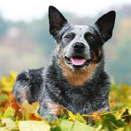 Australian Cattle Dog deitado na grama com folhas