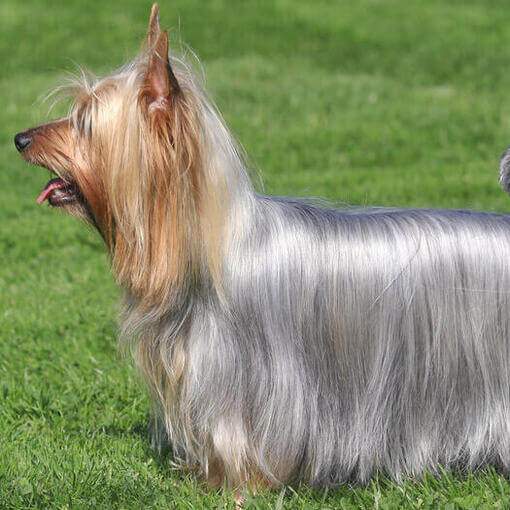 Australian Silky Terrier em pé na grama