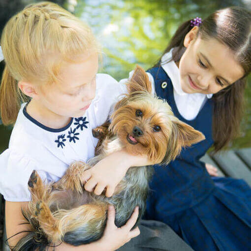 Silky Terrier Australiano com crianças