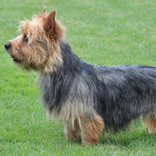 Terrier Australiano em pé na grama