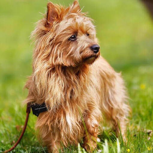 Terrier Australiano com casaco ruivo na grama
