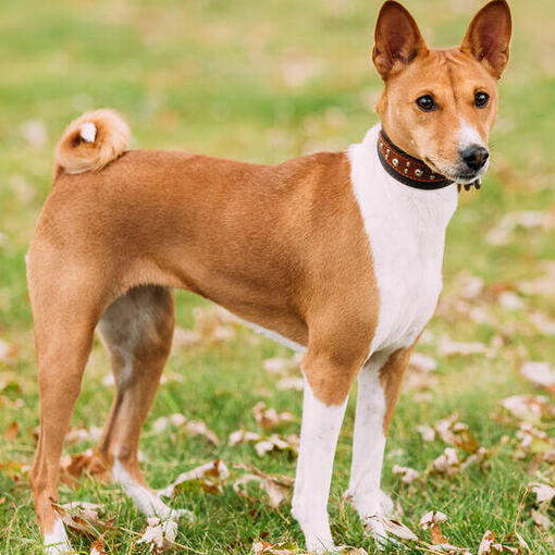 Basenji marrom em pé na grama.