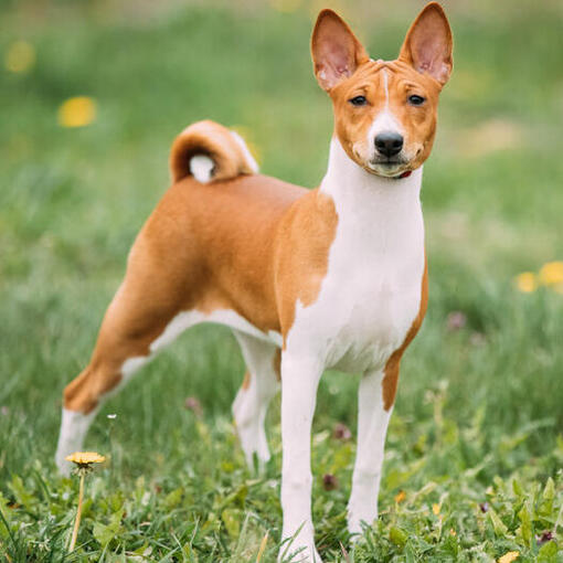 Basenji marrom em pé na grama.