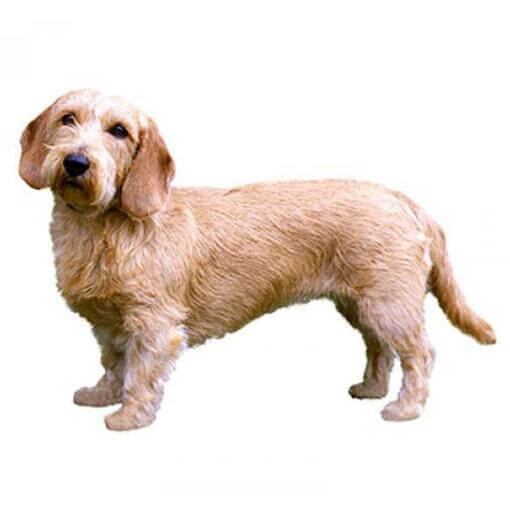 Raça de cachorro Basset Fulvo da Bretanha