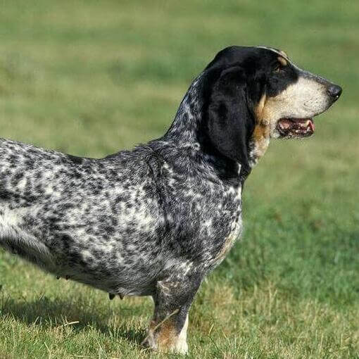 Basset Azul da Gasconha no campo