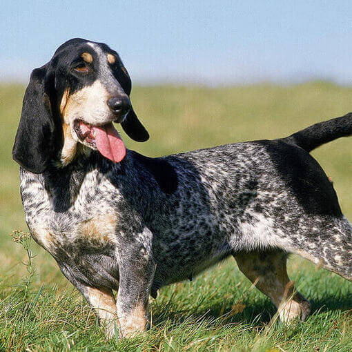 Basset Azul da Gasconha em pé no campo