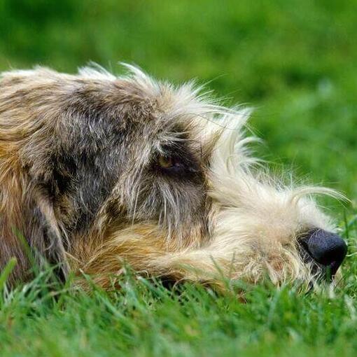 Grande Basset Griffon da Vendeia deitado no chão