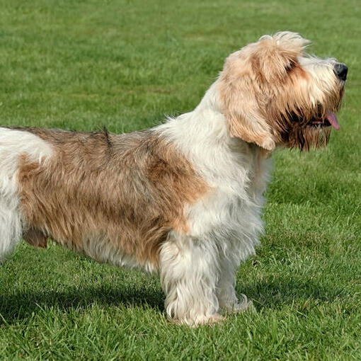 Pequeno Basset Griffon da Vendeia em pé na grama