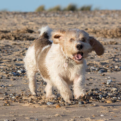 Pequeno Basset Griffon da Vendeia correndo