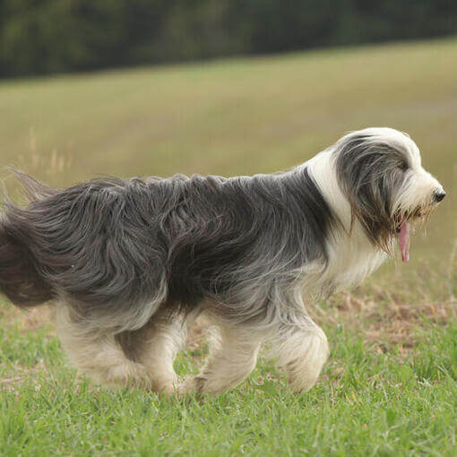 Bearded Collie no campo