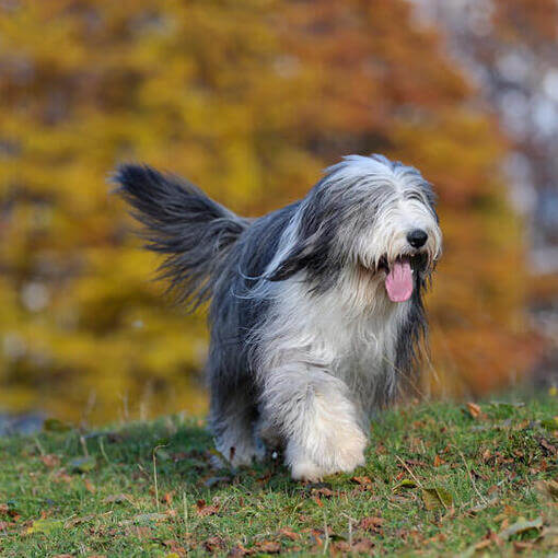 Bearded Collie andando na floresta