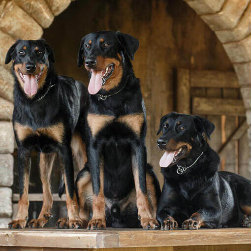 Três cachorros Pastor de Beauce em pé