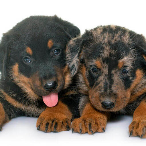 Dois cachorrinhos de Pastor de Beauce