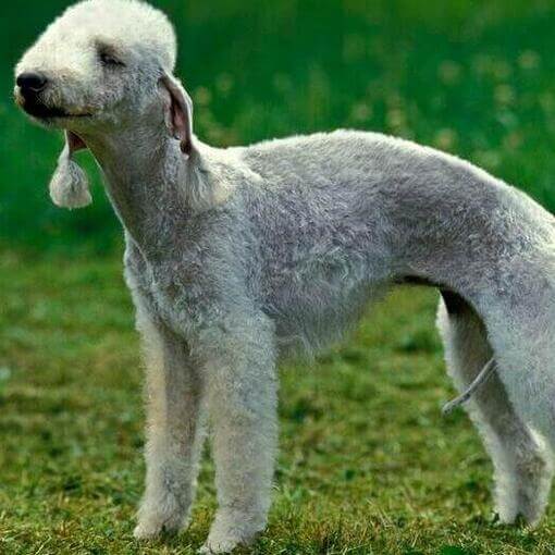 Raça de cachorro Bedlington Terrier