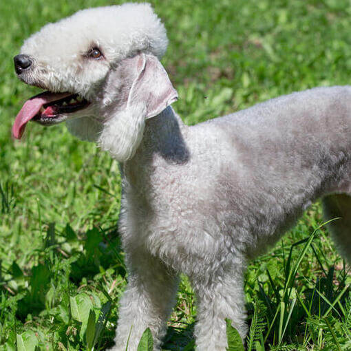 Raça de cachorro Bedlington Terrier