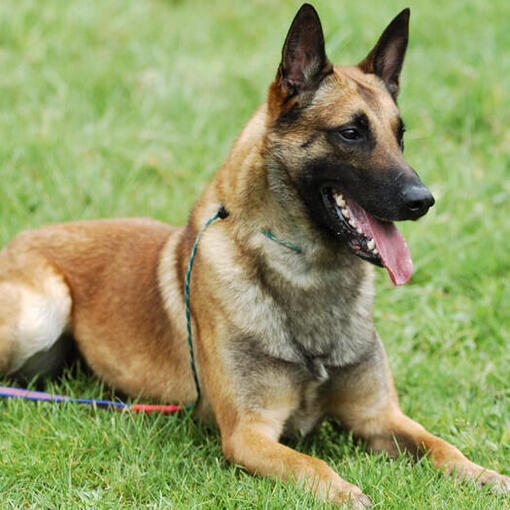 Cão Pastor Belga Malinois deitado na grama