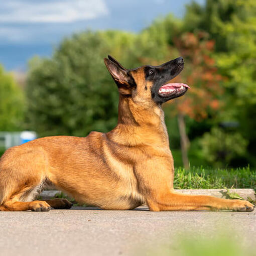 Cão Pastor Belga Malinois olhando para cima