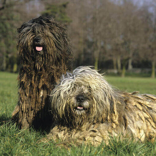 Dois cães Bergamasco no campo