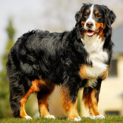 Raça Bernese Mountain Dog