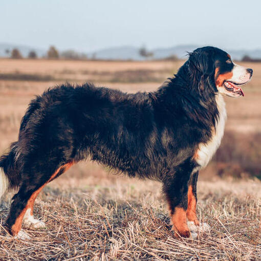 Raça Bernese Mountain Dog