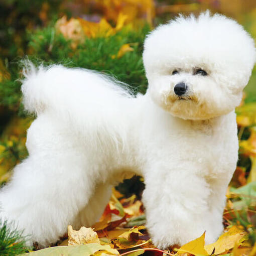 Bichon Frise nas folhas