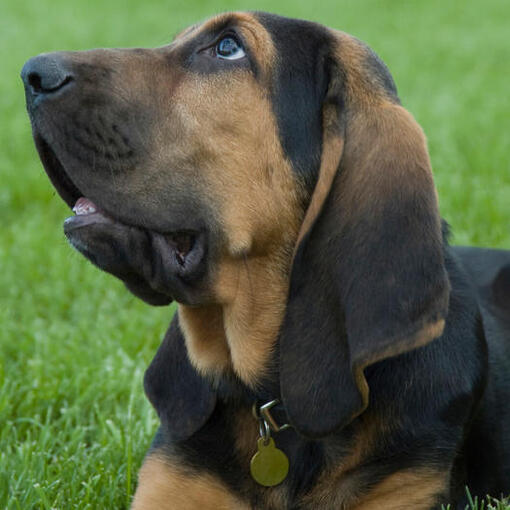 Raça de cão Bloodhound