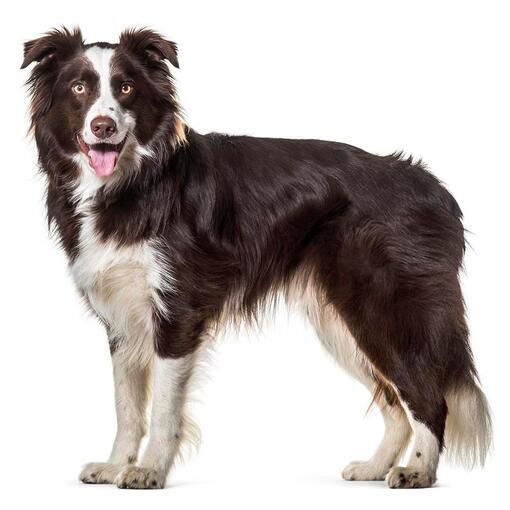 Raça de cachorro Border Collie