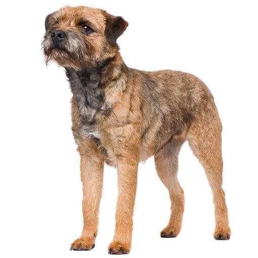 Raça de cachorro Border Terrier