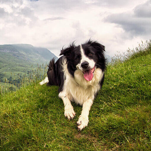 Raça de cachorro Border Collie